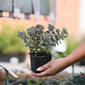 Очиток скельний. Контейнер 0,5 л