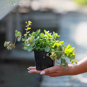 Очиток Еверса. Контейнер 0,5 л