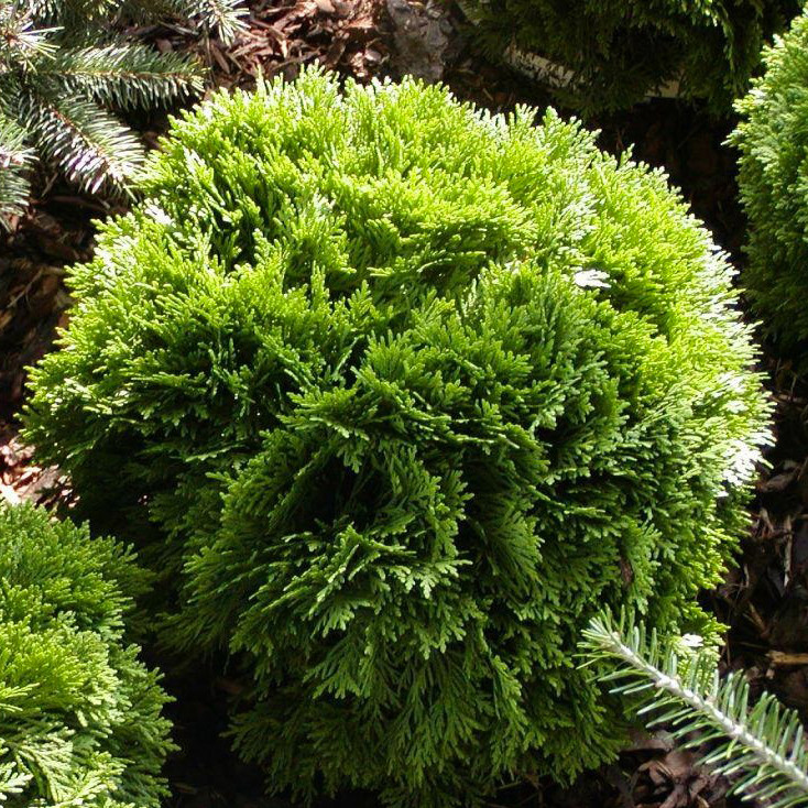 Саджанці Туї західної Літл Джем, 4-х річна (Thuja occidentalis Little Gem) С3