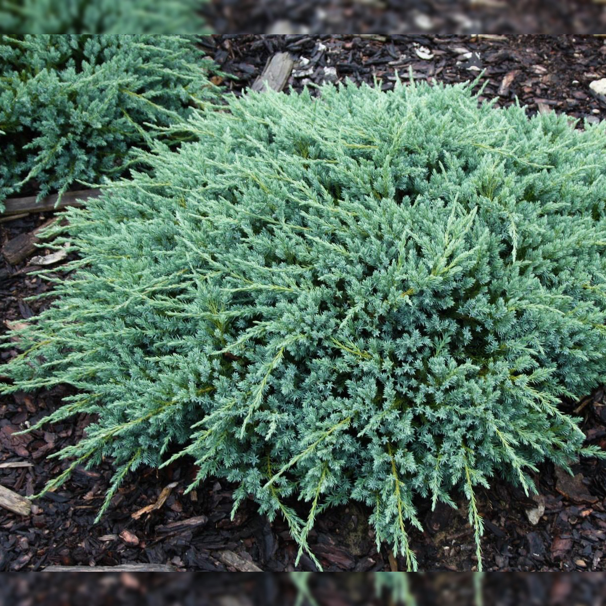 Саджанці Ялівцю лускатого Блю Карпет, 4-х річний (Juniperus squamata Blue Carpet) С3