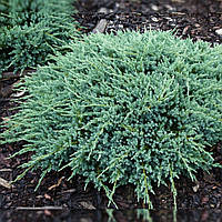 Саженцы Можжевельника чешуйчатого Блю Карпет (Juniperus squamata Blue Carpet) С3