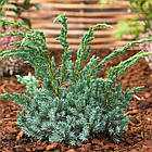 Саджанці Ялівцю лускатого Мейері (Juniperus squamata Meyeri) С3, фото 4