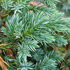 Саджанці Ялівцю лускатого Мейері (Juniperus squamata Meyeri) С3, фото 5