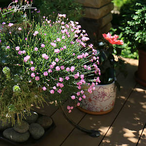 Гвоздика сірувато-блакитна 'Pink Jewel'. Контейнер 2 л