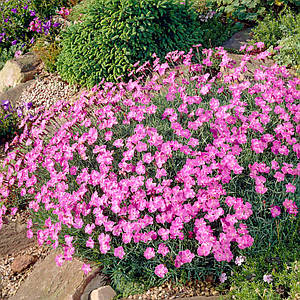 Гвоздика сірувато-блакитна 'Pink Jewel' (квіти рожеві). Контейнер 0,5 л