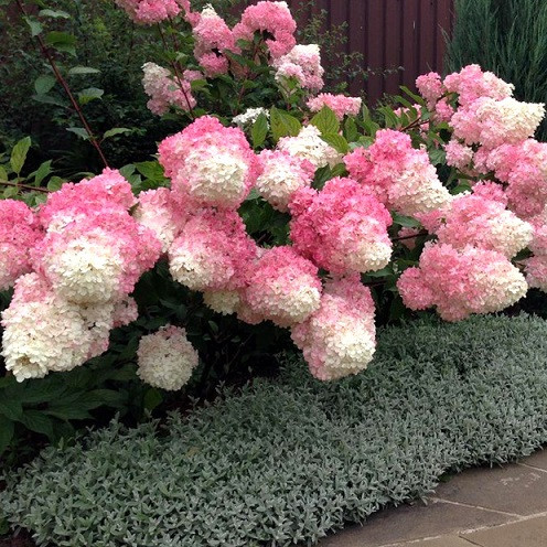 Гортензія волоті Ванілла Фрайз (Vanille Fraise) контейнер 0,5л, фото 1