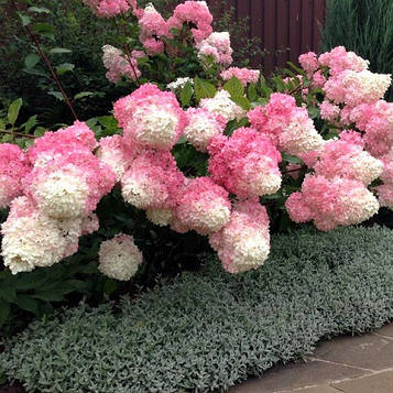 Гортензія волоті Ванілла Фрайз (Vanille Fraise) контейнер 0,5л