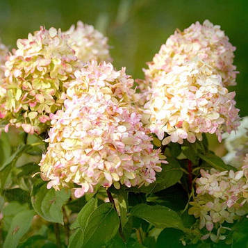 Гортензія хуртовина Фантом (Phantom) контейнер 0,5л