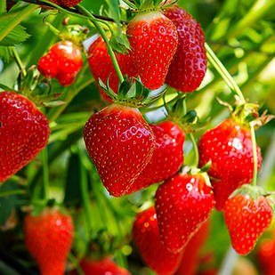 Саджанці полуниці в касеті Рубі Джем (Ruby Gem) - рання, солодка, крупноплідна (в касеті) + Подарунок