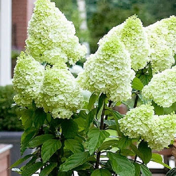 Гортензія хуртовина Меджикал Мунлайт (Magical Moonlight) контейнер 0,5л