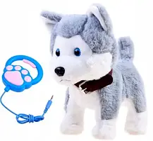 Розумна собака хаскі на повідку ZA3888