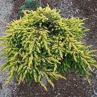 Ялівець звичайний Goldschatz 3 річний, Ялівець звичайний Голдшатц, Juniperus communis Goldschatz