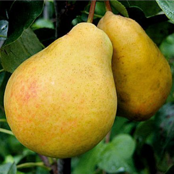 Груша Яблунівська (зимній сорт)