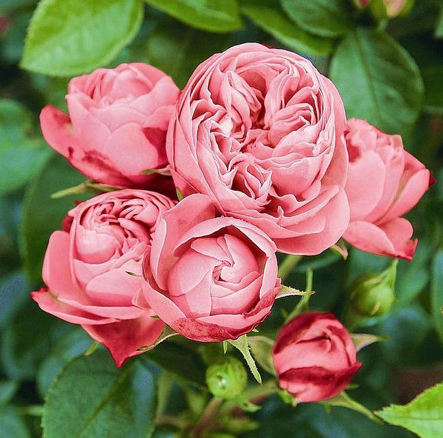 Троянда Playful Rokoko (Плейфул Рококо): продаж, ціна у Черкаській