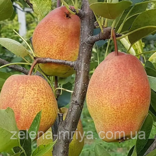 Груша Киргизька (зимній сорт), фото 1