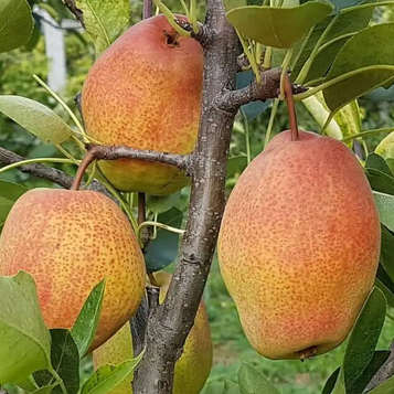 Груша Киргизька (зимній сорт)