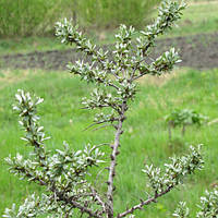 Саджанці Обліпихи Еней (чоловічий) - середня, невибаглива, урожайна Р9