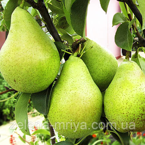 Груша Листопадова (пізно-осінній сорт), фото 1
