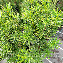 Тис середній Денсіформіс / С3 / h 40-50 / Taxus Densiformis, фото 3
