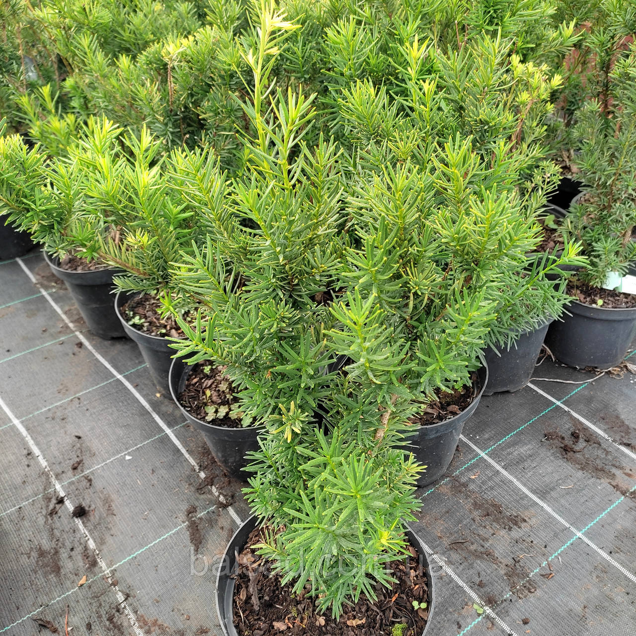 Тис середній Денсіформіс / С3 / h 40-50 / Taxus Densiformis