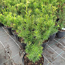 Тис середній Денсіформіс / С3 / h 40-50 / Taxus Densiformis