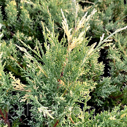 Ялівець Вайт Сплеш / С3 / Juniperus White Splash, фото 2