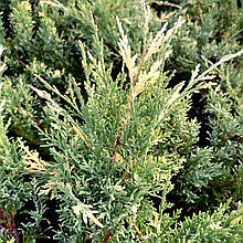 Ялівець Вайт Сплеш / С3 / Juniperus White Splash