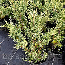 Ялівець Вайт Сплеш / С3 / Juniperus White Splash, фото 4