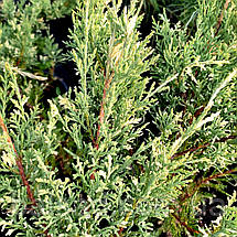 Ялівець Вайт Сплеш / С3 / Juniperus White Splash, фото 3