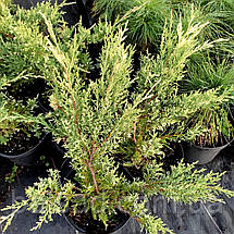 Ялівець Вайт Сплеш / С3 / Juniperus White Splash, фото 5