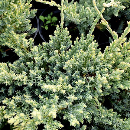 Ялівець Холгер / С1,5 / Juniperus squamata Holger, фото 2