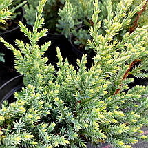 Ялівець Холгер / С1,5 / Juniperus squamata Holger, фото 2