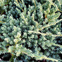 Ялівець Літл Джоанна / d 30-40 / Juniperus Little Joanna, фото 3