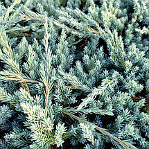 Ялівець Літл Джоанна / d 30-40 / Juniperus Little Joanna, фото 2