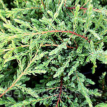 Ялівець звичайний Репанда / Juniperus Repanda, фото 6