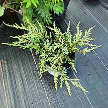 Ялівець звичайний Репанда / Juniperus Repanda, фото 2