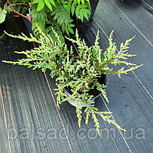 Ялівець звичайний Репанда / Juniperus Repanda, фото 3