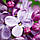 Аромат для свічки та мила Французький бузок (CandleScience French Lilac), фото 3