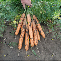 Насіння моркви Анина 500 грам Semo