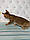 Кішечка Чаузі Ф, д. 16.01.2020. Поживник Royal Cats. Україна, Київ, фото 6