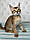 Кішечка Чаузі Ф, д. 16.01.2020. Поживник Royal Cats. Україна, Київ, фото 2