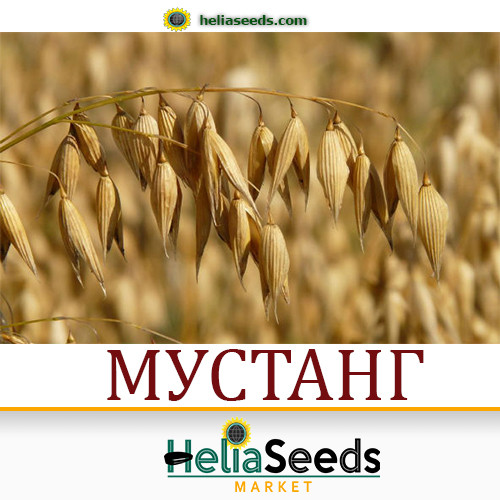 Овес посівний МУСТАНГ (еліта) насіння овес, фото 1