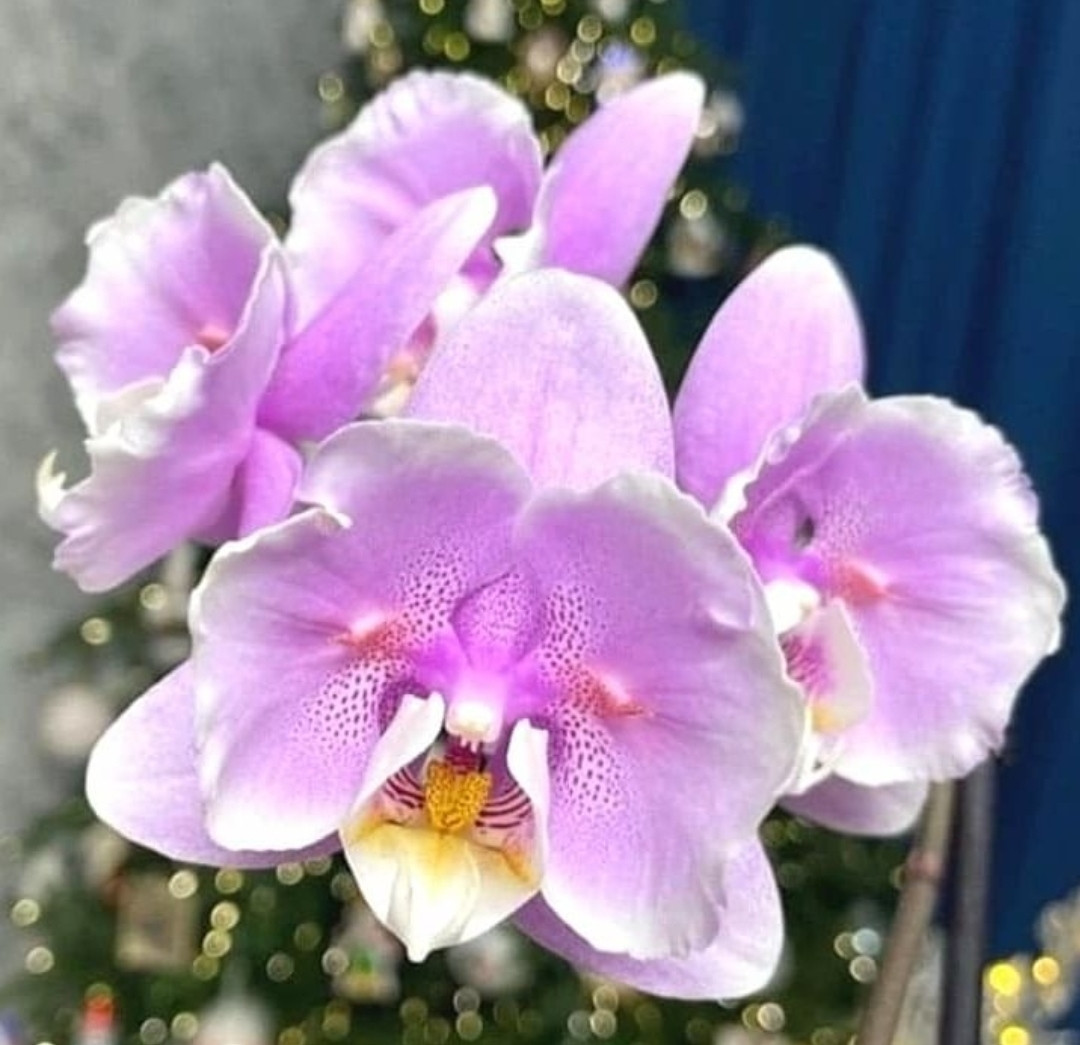 Уцінка Орхідея підліток  5035, горщик 1.7" без квітів, фото 1