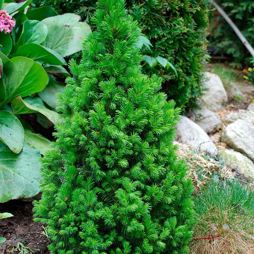 Саджанці Ялини канадської Коніка (Picea glauca Conica)
