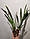 Орхідея Cambria 9416 без квітів, горщик 1.7", фото 3
