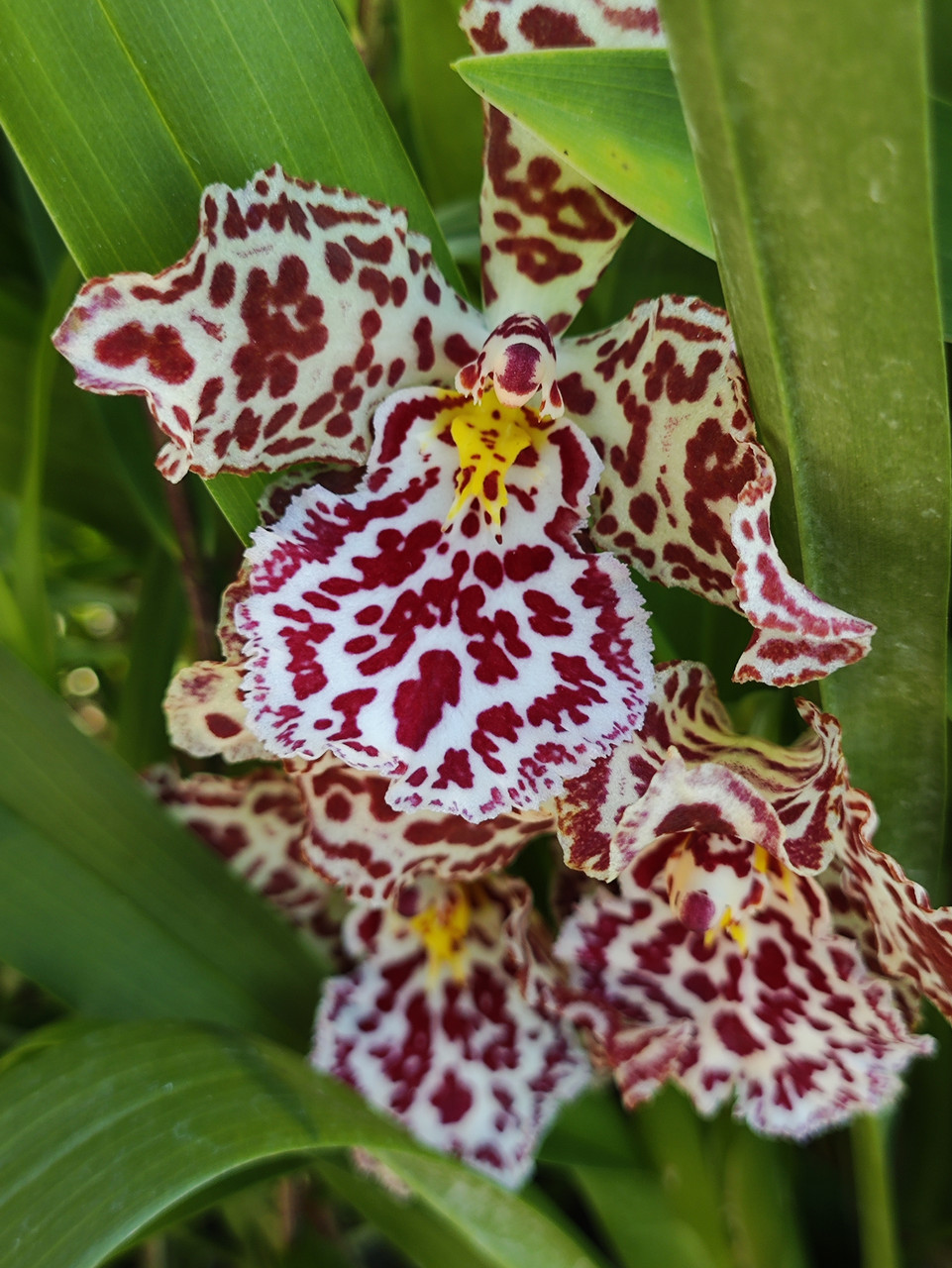 Орхідея Cambria 9414 без квітів, горщик 1.7"