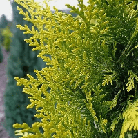 Саженцы Кипарисовика Лавсона Голден Вондер (Chamaecyparis lawsoniana Golden Wonder)