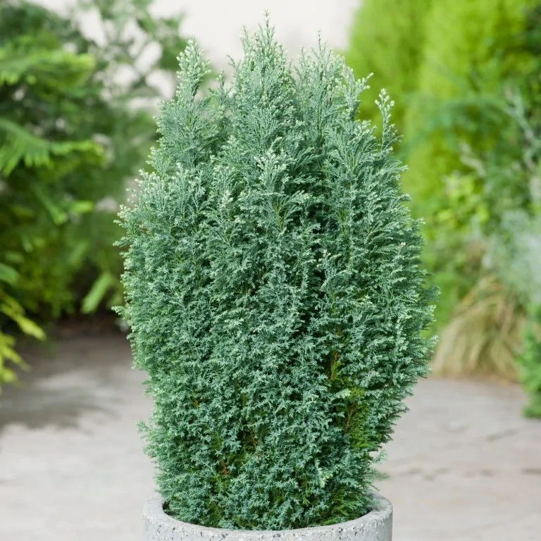 Саджанці Кипарисовика Лавсона Уайт Спот (Chamaecyparis lawsoniana White Spot)