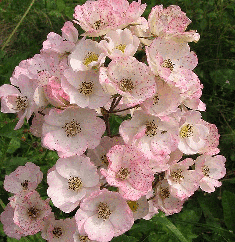 Роза Alden Biesen (Альден Бизен) шраб гор 3л