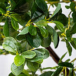 Штучне дерево - Піттоспорум 250 см, на підставці (360559), фото 5